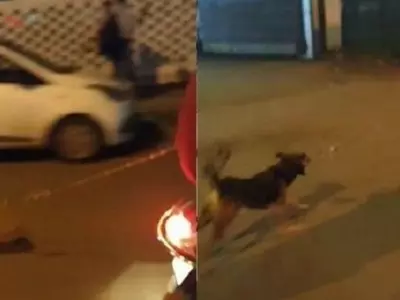 pune men dragged a dog, scooty, animal cruelty, men tied a dog