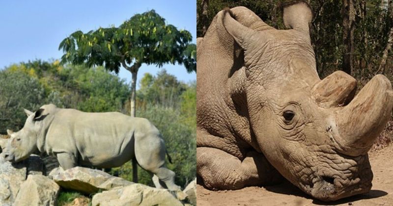 World's Oldest Captive White Rhino Named Sana, Breaths Its Last At