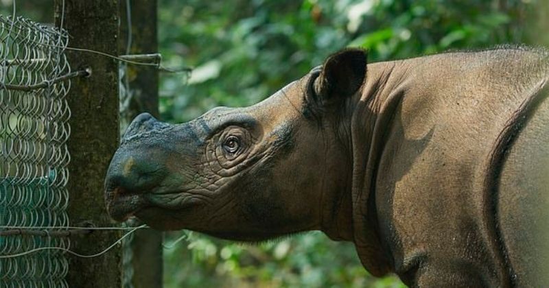 The Last Sumatran Rhino In Malaysia Has Died, There Are Only 80 Left