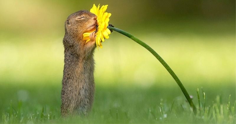 Photo Of A Squirrel Smelling A Flower Is Simply Amazing, Great Example ...