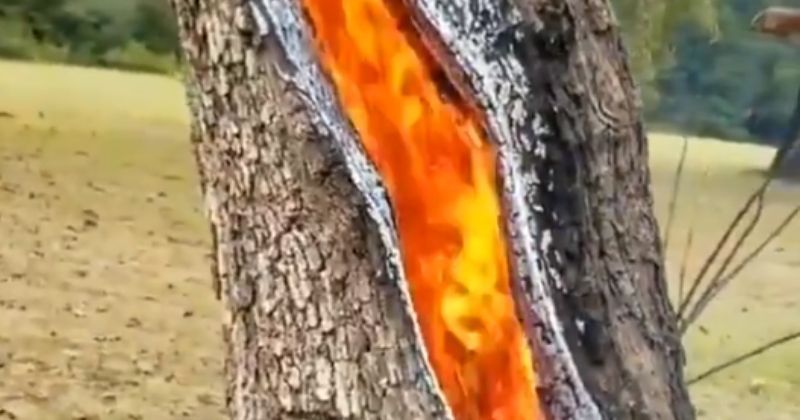 Another Anomaly Of Nature Tree Struck By Lightning Burns From The Inside 