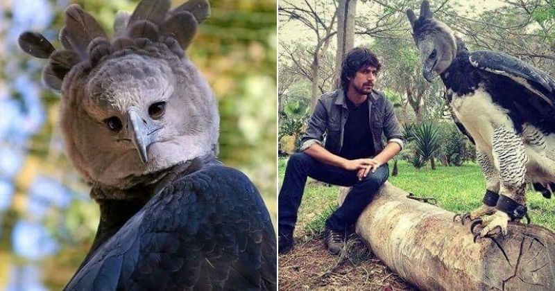 Photos Of Huge Harpy Eagle Go Viral, Internet Asks If This Is A Bird Or ...