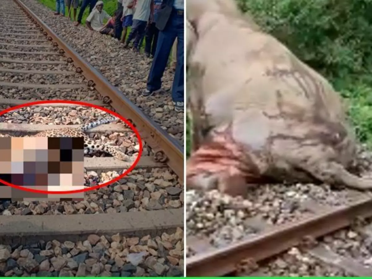 leopard killed leopard killed