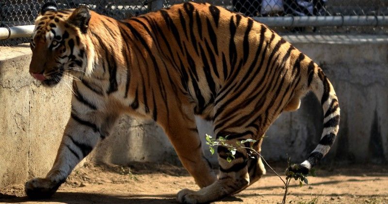 This Nagpur Tiger Could Become The First Big Cat In The World To Be ...