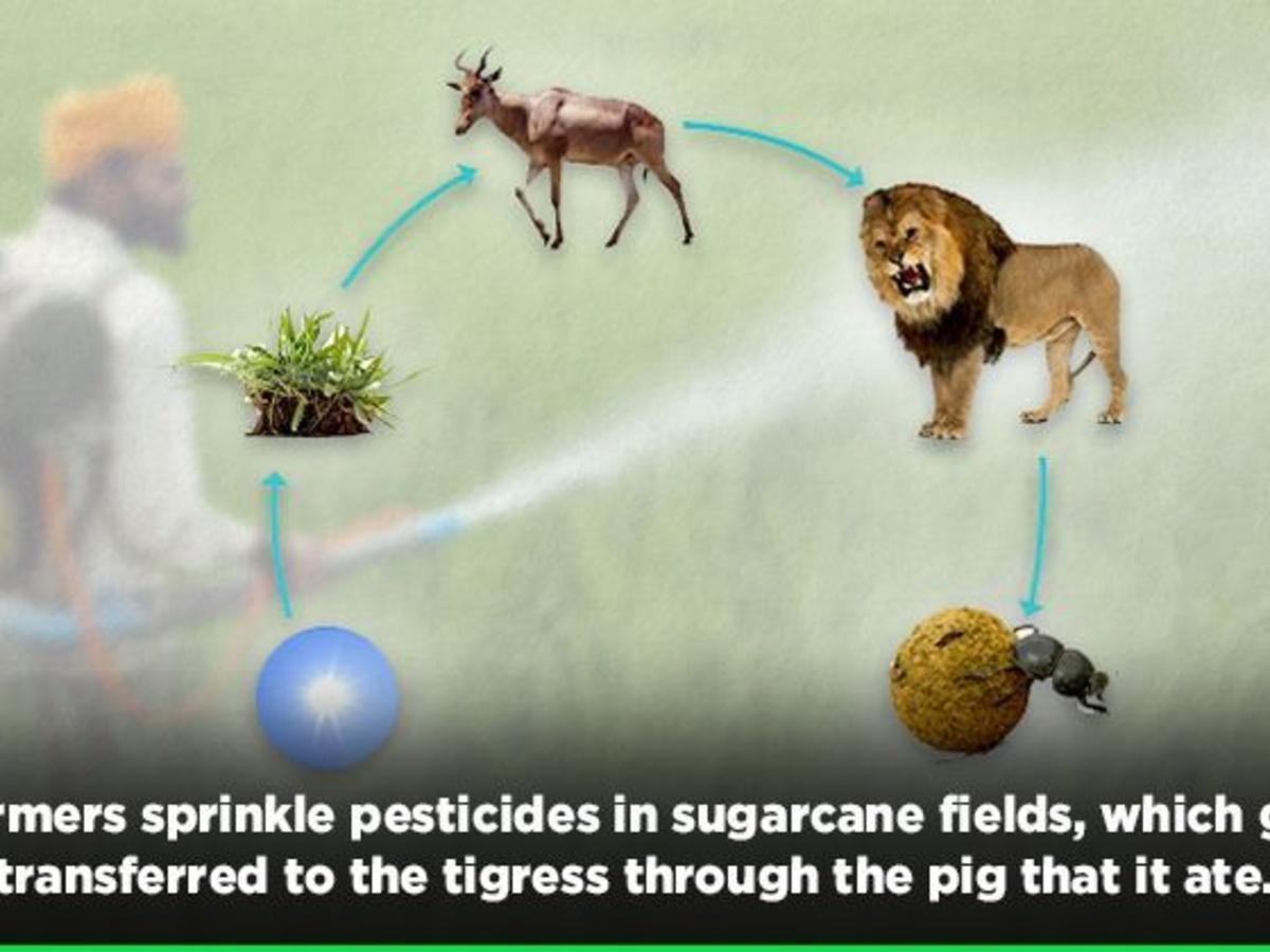 Pesticides In Food Chain Biology Diagrams
