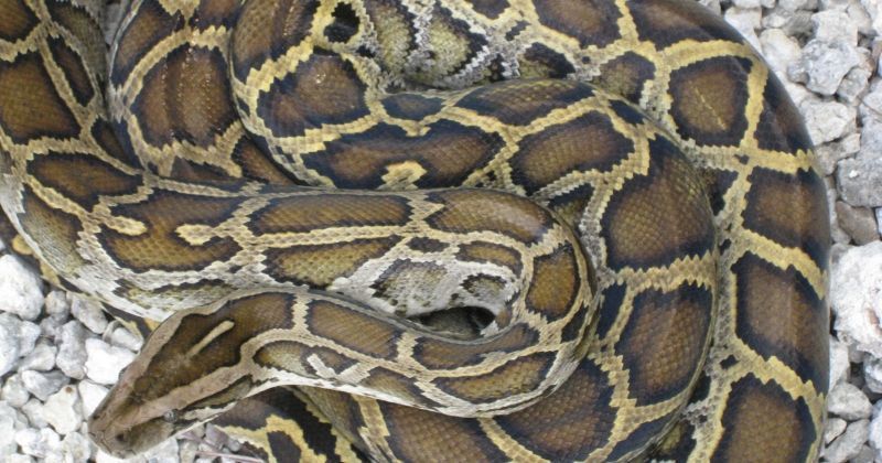 Video Of Four Heartless Men Burning Python Alive Goes Viral, Booked
