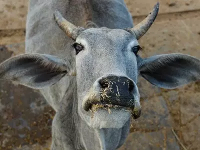 Tamil Nadu Vet Surgeons Remove 52Kg Of Plastic From Cow In Chennai Who Had Eaten Waste