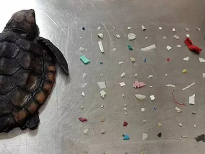 tiny turtle found dead