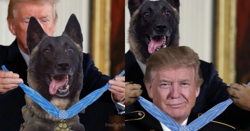 Donald Trump Posts Fake Picture Of Him Giving Medal To Hero Dog Wounded