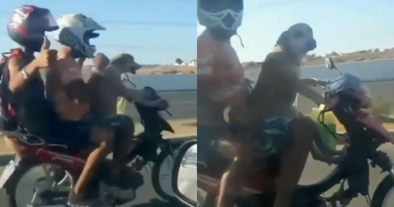 People Cannot Get Over The Video Of Dog Driving Bike With 2 Pillion And The Video Is Going Viral People Cannot Get Over The Video Of Dog Driving Bike With 2 Pillion And The Video Is Going Viral