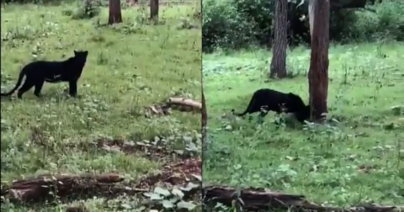 Rare, Majestic Black Panther Or Black Leopard Spotted Taking A Stroll ...