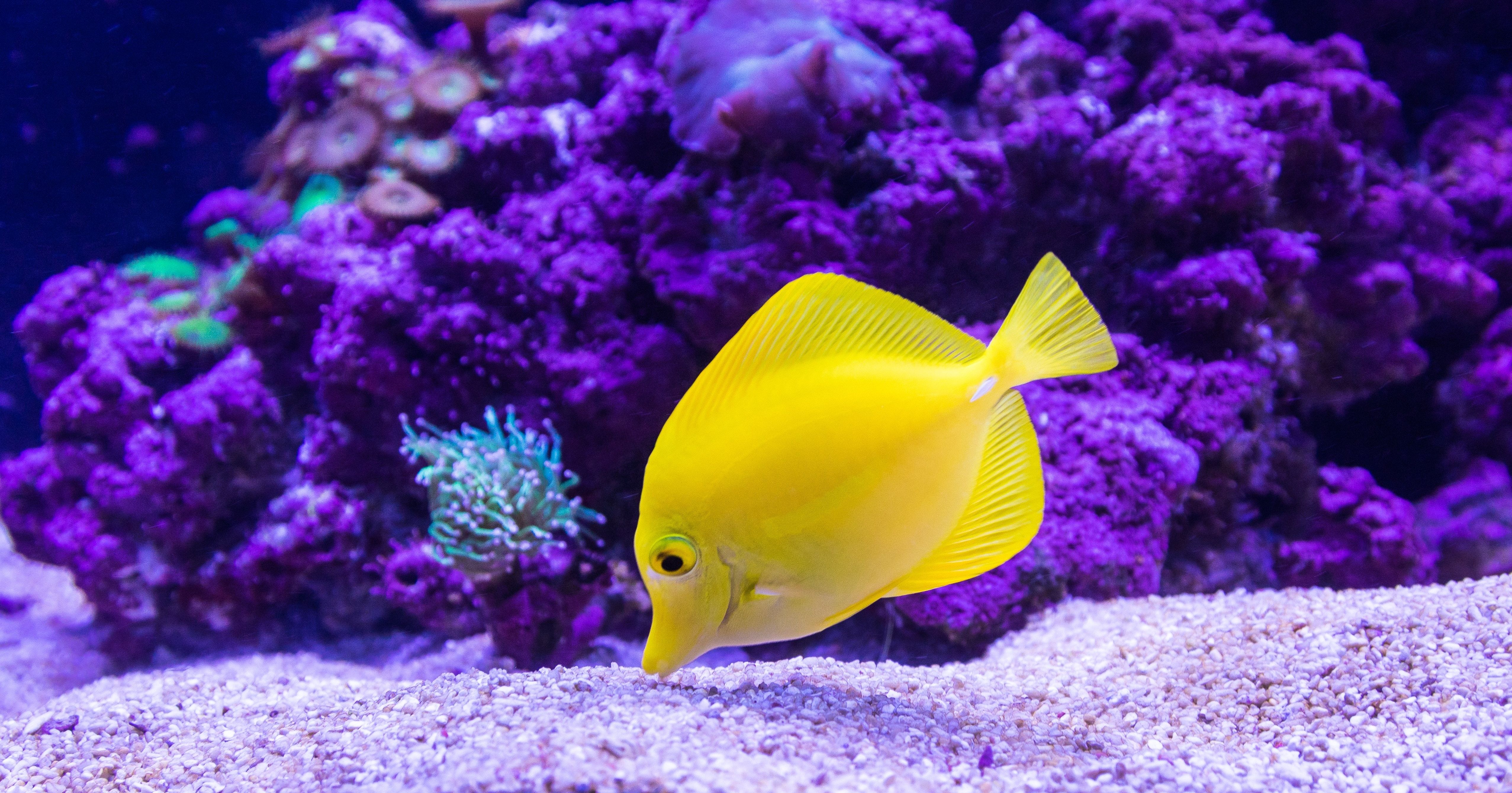 Coral Reefs Make A Comeback In Gulf of Mannar Marine National Park In