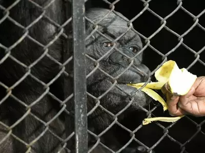 delhi's oldest chimpanzee