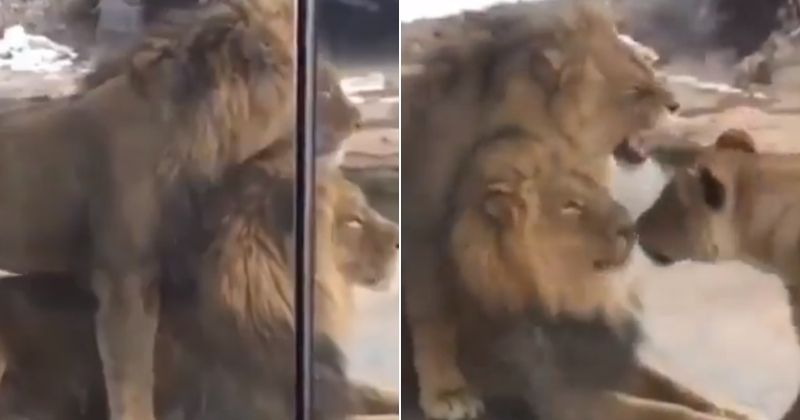 Love Is Love: Watch What Happened When A Lioness Interrupted The Bromance  Of Two Lions