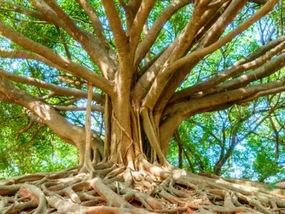 In A Move To Protect Trees, Uttar Pradesh To Give ‘Heritage’ Status To Trees Over 100 Years Old