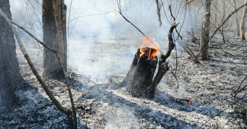 Uttarakhand Is Losing Its Forests Due To Deadly Wildfires, 51 Hectares ...