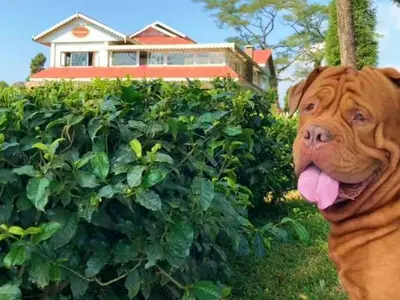 Meet Bruce, A French Mastiff, Who Is Living The Lavish Life You Can Only Dream Of
