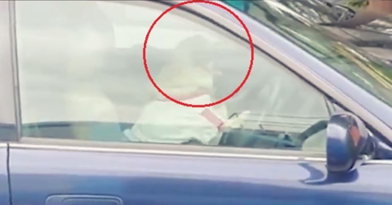 Watch: Two Pugs Take Turns To Sound Car Horn To Get Their Owner To Come ...