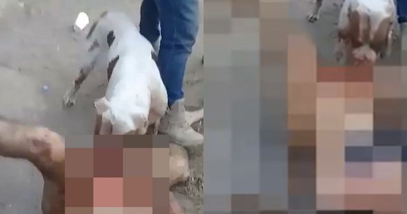 Mexican Gang Makes Dog Castrate And Eat The Penis Of An Alle