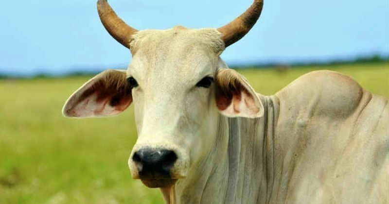 More Cows Govt To Introduce ‘sex Segregated Semen To Ensure Birth Of 7416