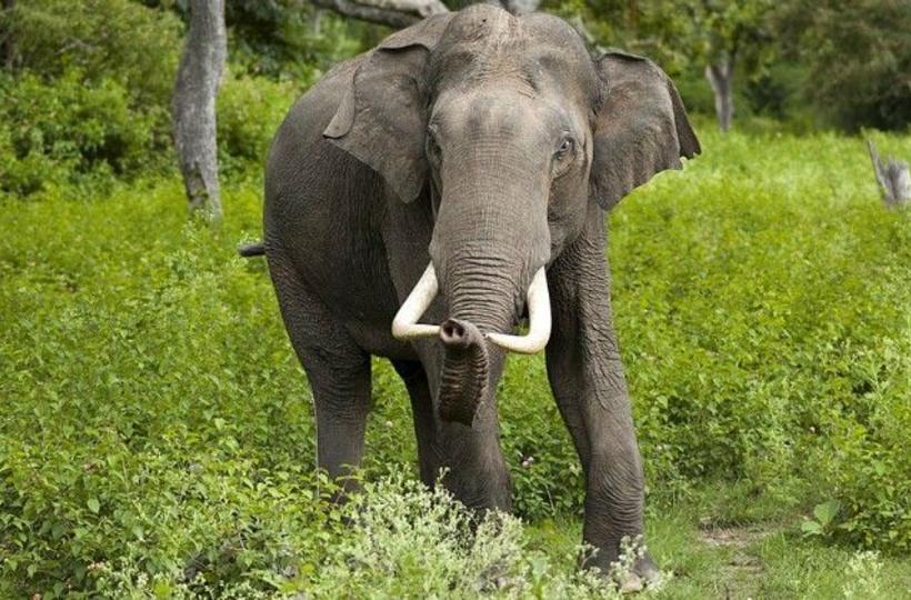 325 Humans And 70 Elephants Killed In Conflicts In Chhattisgarh In Past  Five Years