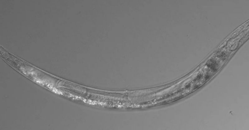 Worm With Three Sexes Living In Poisoned Lake Proves Life Can Survive