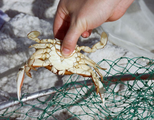 Catching crabs in rural Goa