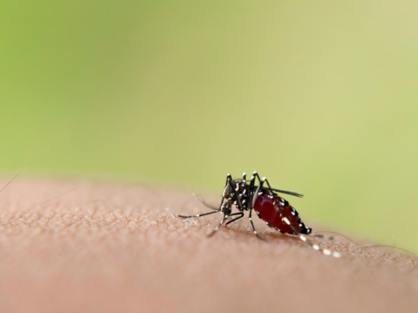 Malaria Cases Spike In Ahmedabad