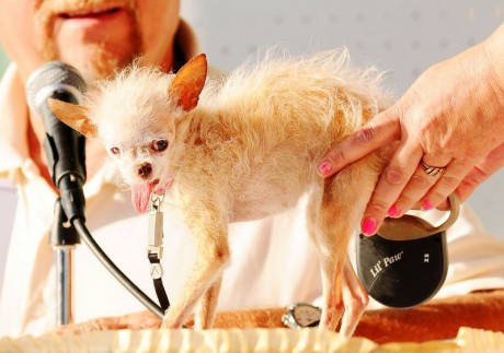 World's ugliest dog dies in California