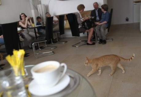 Meow! Europe's first Cat Cafe gets 'purring'