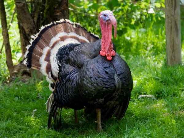 Bird Flu Claims 3,000 Turkeys Near Bangalore