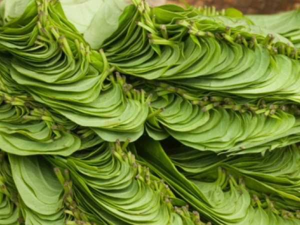Chewing Betel Leaf May Help Fight Cancer