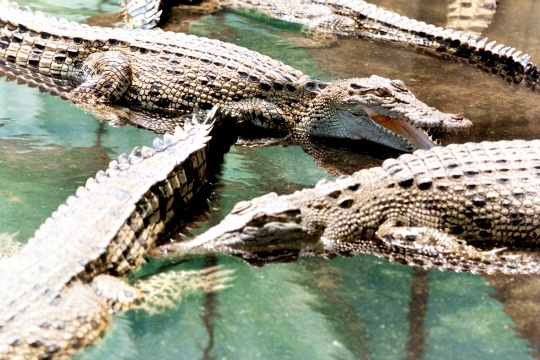 Fashion Houses Buy Australian Crocodile Farms