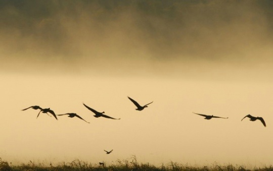 Jatinga: Where Birds Commit Suicide