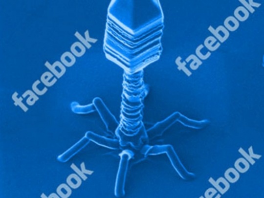 Facebook Pays Bug Hunters $1 mn; India 2nd Biggest Recipient