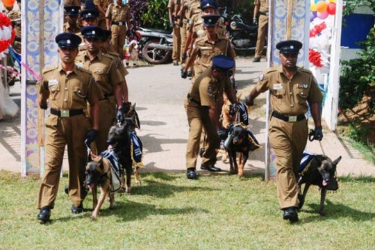 Dog Wedding in Sri Lanka