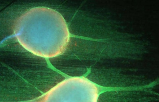 Cell Division Discovered