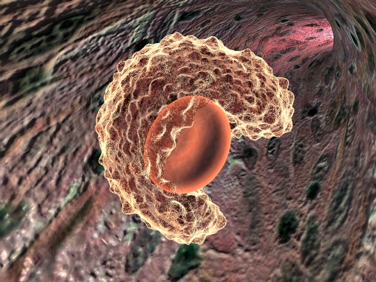 Bone Marrow Cells Helping Regenerate Bladder
