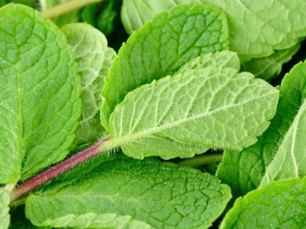 Healthy Foods: 20 Health Benefits Of Peppermint
