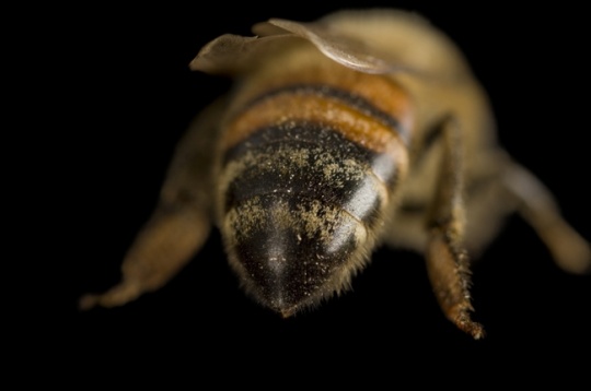 Top 10 Bizarre AntiAging Treatments