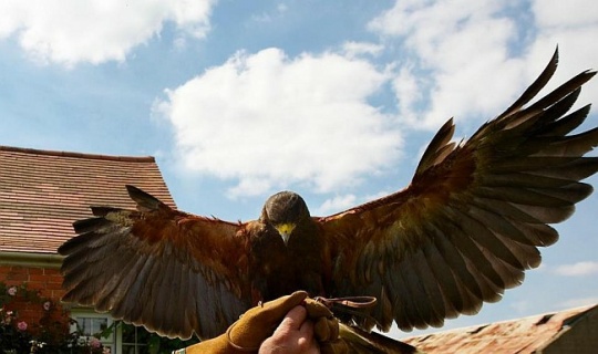 Rufus the Hawk