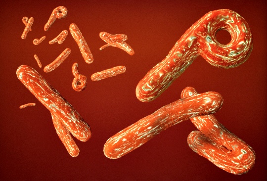 Ebola Bug's Secret Mechanism Revealed