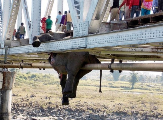 Hanging carcass of an elephant on a railway bridge in Khunia range in Jalpaiguri