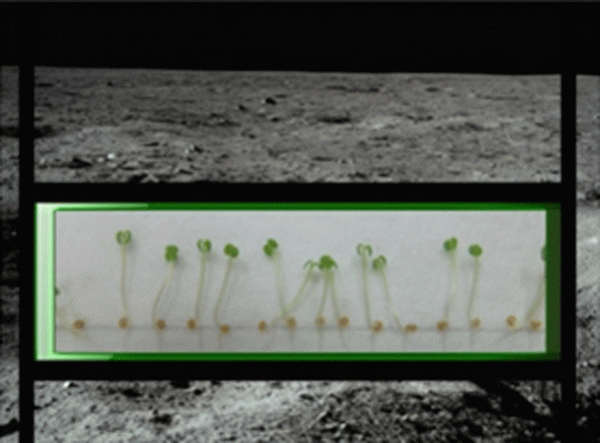 Nasa Plans Plants On the Moon
