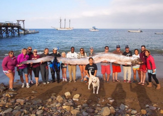 18-foot-long oarfish