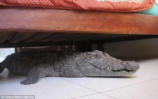 Man Finds Crocodile Under Bed