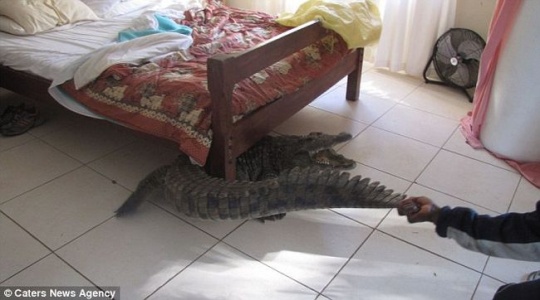 crocodile under bed