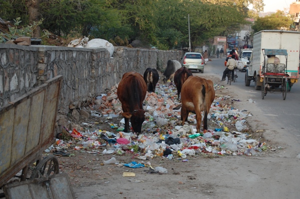 Jaipur trash