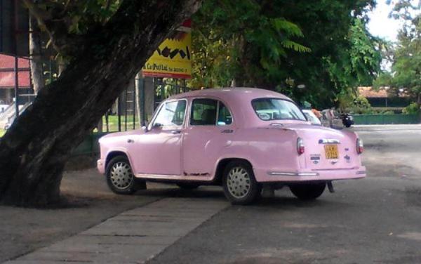 Pink ambassador 