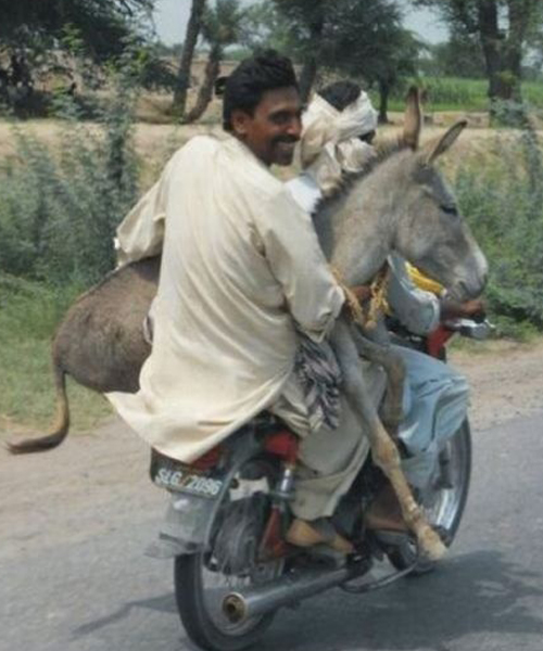 Donkey ride